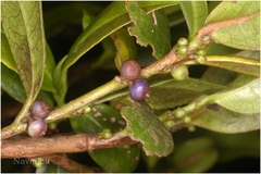 Eurya nitida